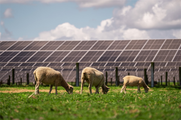 Sheep forage on grass at the Kohirā?solar farm, a 33MW agrivoltaics solar farm in New Zealand.